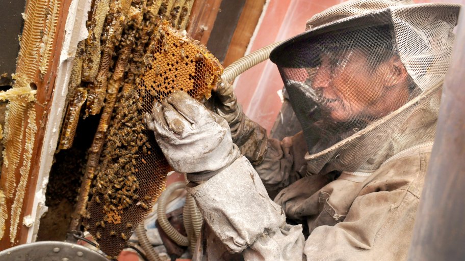 Bee and hive removal from an interior home wall Bee and hive removal from interior home wall